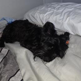 Raven - Yorkshire Terrier