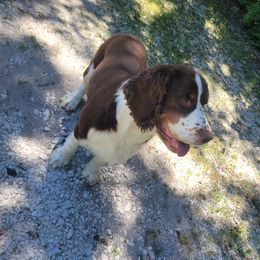 memphis - English Springer Spaniel