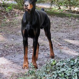Doberman Pinscher All Grown Up from Debi Cruz