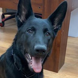 German Shepherds from K Y Kennels