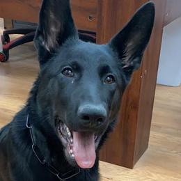 German Shepherds from K Y Kennels