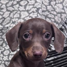 Louie v - Chocolate and tan male Dachshund puppy in North Fort Myers, Florida from Trust Fund Devil Kennel