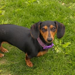 Rayven - Dachshund