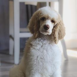 Coco - Poodle