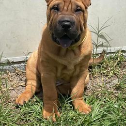 Chinese Shar-Pei Puppies from Sunspire Shar-Pei