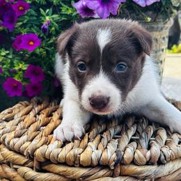 Boy 2 - red and white - White and red male Border Collie puppy in Minden, Iowa from Rocking N Registered Border Collies & Labradors