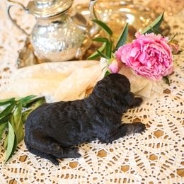 Poodle Puppies from Setting the Standard Poodles