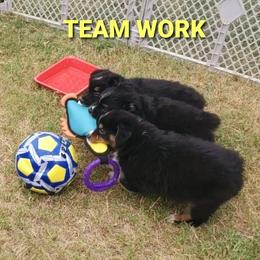 Australian Shepherd Puppies from Winsome Aussies