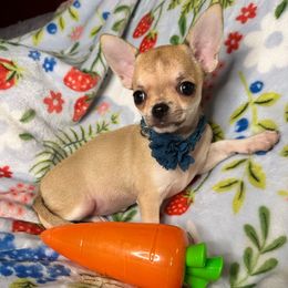 Marta - Fawn Chihuahua puppy in Niagara County, New York from Coolballow Chihuahuas