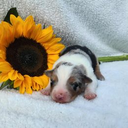 Donny - Blue merle male Miniature Australian Shepherd puppy in Sandown, New Hampshire from Ashby Lou Aussies