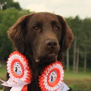 Cyclone - Flat-Coated Retriever
