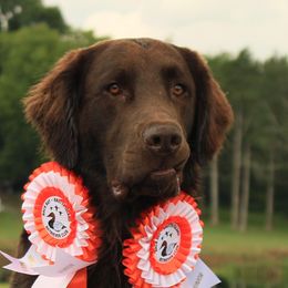 Cyclone - Flat-Coated Retriever