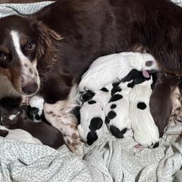 Dachshund Puppies from Vandruff Creek Mini Dachshunds