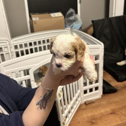 Mrs Potts - Blenheim female Cavachon puppy in Southbridge, Massachusetts from Caraid Cavachons