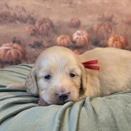 Finch - Cream male Dachshund puppy in Romney, Indiana from Brown's Valley Dachshunds