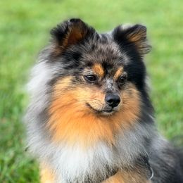 Winston - Pomeranian