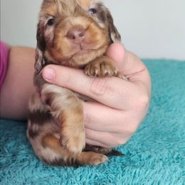 Chocolate and tan dapple male (big spots) - Dapple male Dachshund puppy in Belle Rive, Illinois from Akin's Miniature Dachshunds, LLC