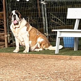 Saint Bernard puppies from Buendias Ranch Saint Bernards & Bernese Mountain Dogs