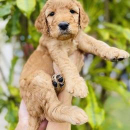 Goldendoodle Puppies from Aloha Sunset Doodles, LLC