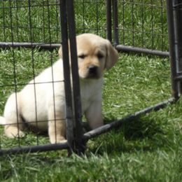 Labrador Retriever Puppies from Twisted Clovers LLC