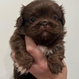 Full AKC Chester - Red male Pekingese puppy in Hustontown, Pennsylvania from Triple I Pekes