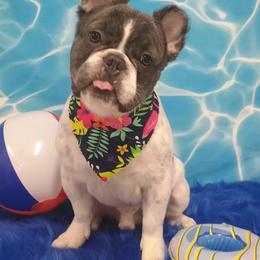 Mr Dom - French Bulldog