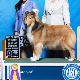 Collies from Covenant Collies