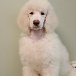 Poodles from Copper Canyon Standard Poodles