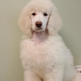 Poodles from Copper Canyon Standard Poodles