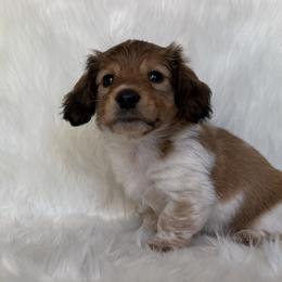 Boy 2 - Sable male Dachshund puppy in Lakewood Park, Tennessee from Warricks Wild Weenies