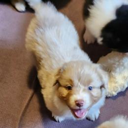 Joly ''Ember'' - Red merle female Australian Shepherd puppy in Athens, Tennessee from Mimi's Aussie
