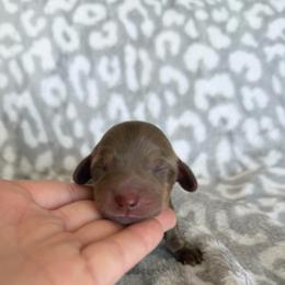 Mocha - Chocolate male Dachshund puppy in Stamford, Texas from West Texas Miniature Dachshunds