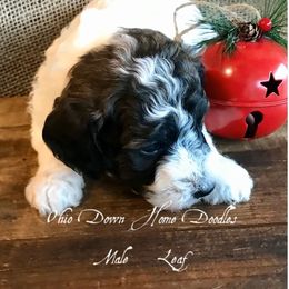 Goldendoodle Puppies from Ohio Down Home Doodles