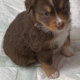 Miniature Australian Shepherd Puppies from Water's Edge Aussies
