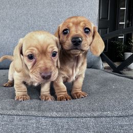 Dachshund Puppies from Cotton Hill Dachshunds