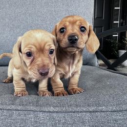 Dachshund Puppies from Cotton Hill Dachshunds