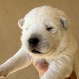 King - White male German Shepherd puppy in Bexar County, Texas from Scenic Creek German Shepherds and White Swiss Shepherds