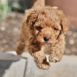 Pembroke Welsh Corgi and Poodle Puppies from Corgi Companions (license number 18998)