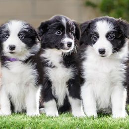Border Collie Puppies from Overdrive Border Collies