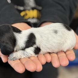 Wire hair Black pie roan - Piebald female Dachshund puppy in Nashville, Arkansas from Whisenhunt Farms