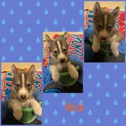 Siberian Husky Puppies from Powells huskies
