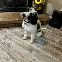 Piper - Goldendoodle