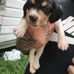 Beagle Puppies from C.R.P. Kennels