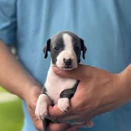 Girl 1 - Blue female Italian Greyhound puppy in Sugar Valley, Georgia from Pinnacle Farm and Kennel