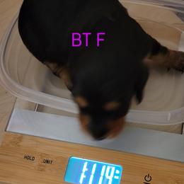 Dachshund Puppies from CLARK'S BREEDING PROGRAM