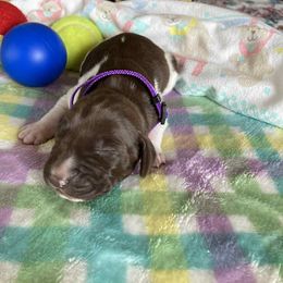 Boy 1 - Liver and white male German Shorthaired Pointer puppy in Garland, North Carolina from Echo Acres Farm