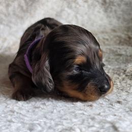 The Duchess-Alice in Wonderland Theme Litter - Dapple female Dachshund puppy in Woodland, Washington from SJs Dachshunds