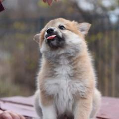 Icelandic Sheepdog Puppies from Valhalla Icelandic Sheepdogs