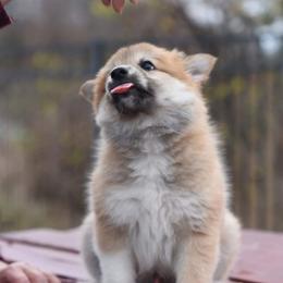 Icelandic Sheepdog Puppies from Valhalla Icelandic Sheepdogs