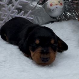 Abby - Black and tan female Dachshund puppy in Desloge, Missouri from Snows Doxies